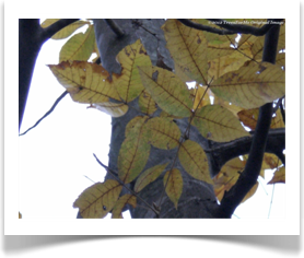 Carya texana, Black Hickory, leaf undersides