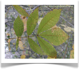 Carya texana, Black Hickory, leaves