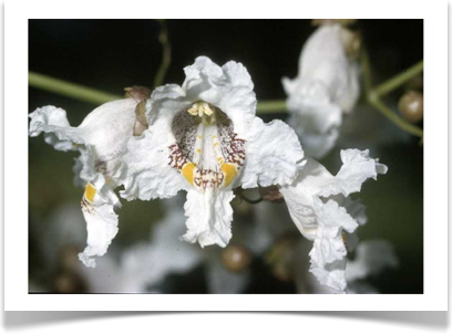 Catalpa speciosa, Northern Catalpa, flower