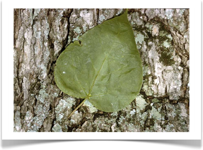 Catalpa speciosa, Northern Catalpa, bark and leaf