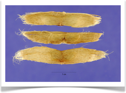 Catalpa speciosa, Northern Catalpa, seeds