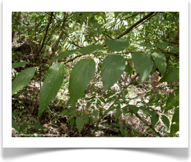 Celtis laevigata, Sugarberry, leaves