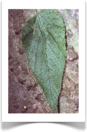 Celtis occidentali, Hackberry, leaf and bark
