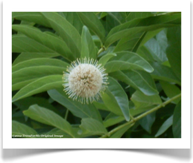 Cephalanthus occidentalis, Common Buttonbush, flower