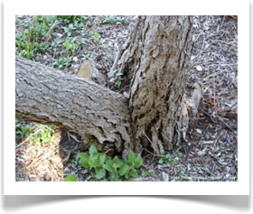 Cephalanthus occidentalis, Common Buttonbush, bark