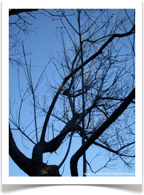 Cephalanthus occidentalis, Common Buttonbush, winter structure