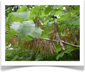 Cercis canadensis, Eastern Redbud, foliage and seed pods