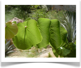 Texas redbud, Cercis canadensis var texensis, sunlight in leaves