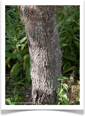 Texas redbud, Cercis canadensis var texensis, rougher bark of trunk base