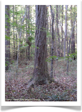 Chestnut Oak, Quercus prinus, mature trunk
