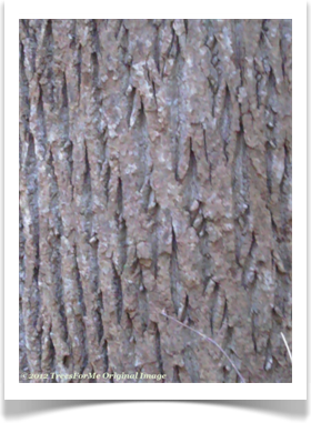 Chestnut Oak, Quercus prinus, mature bark