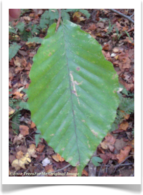 Chestnut Oak, Quercus prinus, leaf topside