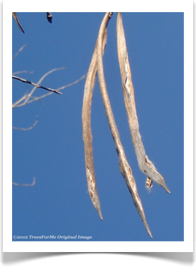 chilopsis_linearis_desert_willow_seed_pods600x800