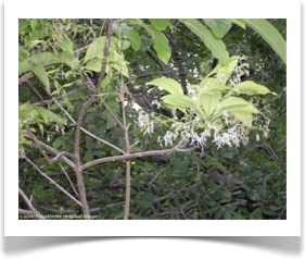 Chionanthus virginicus, Fringetree, flowers
