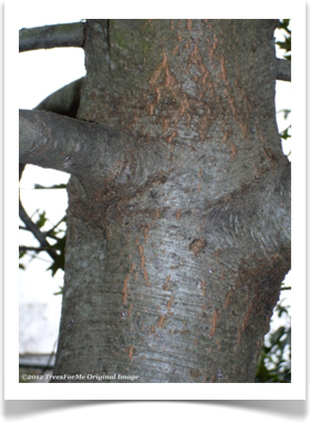 Chisos Oak, Quercus graciliformis, branching trunk
