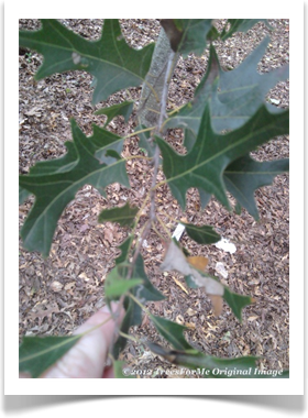 Chisos Oak, Quercus graciliformis, leaves