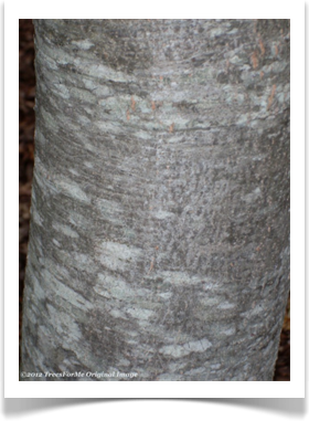 Chisos Oak, Quercus graciliformis, bark