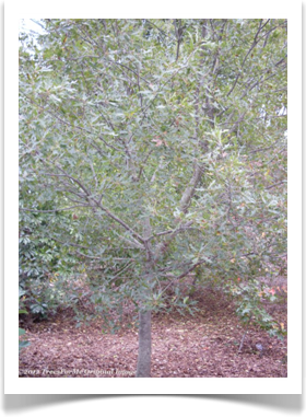 Chisos Oak, Quercus graciliformis, young tree