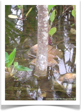 Leitneria floridana, Corkwood, submerged trunk