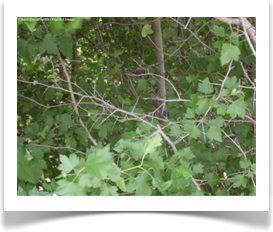 Crataegus phaenopyrum, Washington Hawthorn, foliage