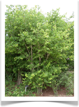 Crataegus phaenopyrum, Washington Hawthorn, small tree