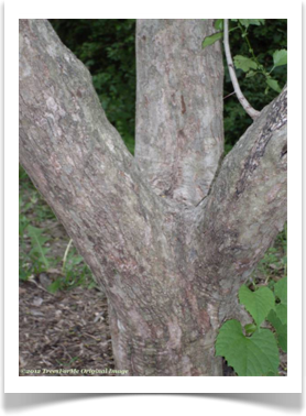 Crataegus viridis, Green Hawthorn, bark