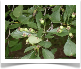 Crataegus viridis, Green Hawthorn, immature fruit