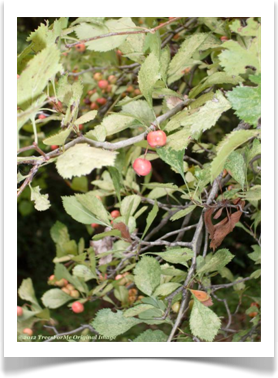 Crataegus viridis, Green Hawthorn, red fruit