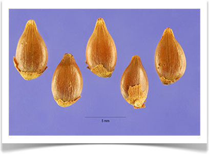 eastern hophornbeam seeds