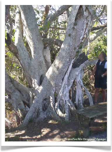 Ficus aurea, Florida Strangler Fig