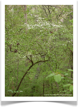 Flowering Dogwood, Cornus florida, young tree