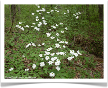 Flowering Dogwood, Cornus florida