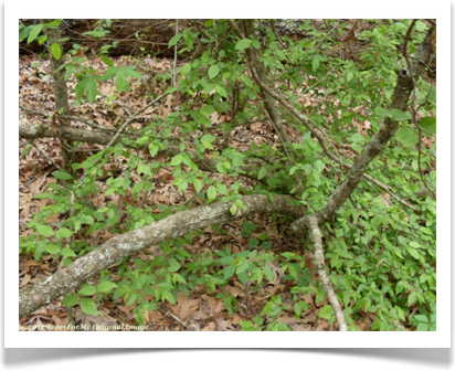 Flowering Dogwood, Cornus florida, multi-stemmed trunk