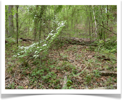 Flowering Dogwood, Cornus florida, shrubby