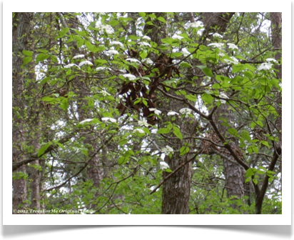 Flowering Dogwood, Cornus florida, flowering in late spring