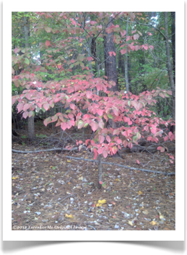 Flowering Dogwood, Cornus florida, in the fall