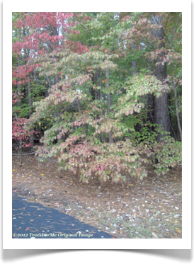 Flowering Dogwood, Cornus florida, in the fall