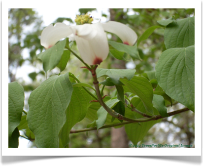 Flowering Dogwood, Cornus florida, flower