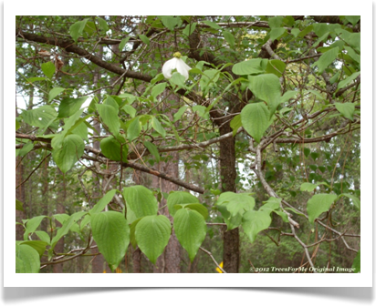 Flowering Dogwood, Cornus florida, leaves