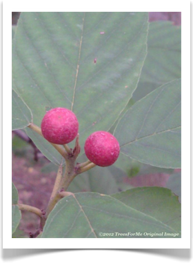 Frangula caroliniana, Carolina Buckthorn, fruit