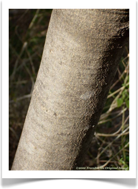 Fraxinus cuspidata, Fragrant Ash, bark