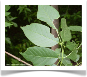 Fraxinus cuspidata, Fragrant Ash, leaves