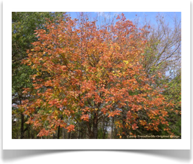 Fraxinus pennsylvanica, Green Ash, fall colors