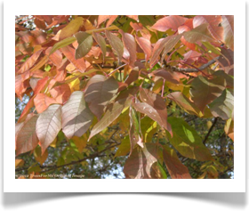 Fraxinus pennsylvanica, Green Ash, fall foliage changing