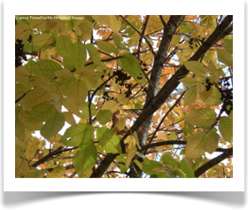 Fraxinus pennsylvanica, Green Ash, leaves