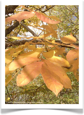Fraxinus pennsylvanica, Green Ash, yellow/orange fall colors