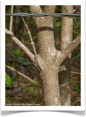 Chionanthus virginicus, Fringetree, tree