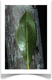 Gordonia lasianthus, Loblolly Bay