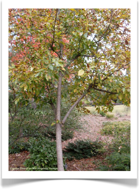 Fraxinus pennsylvanica, Green Ash, young tree