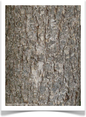 Fraxinus pennsylvanica, Green Ash, bark